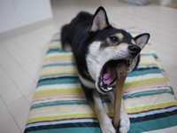 ぼくのオススメは鹿骨
