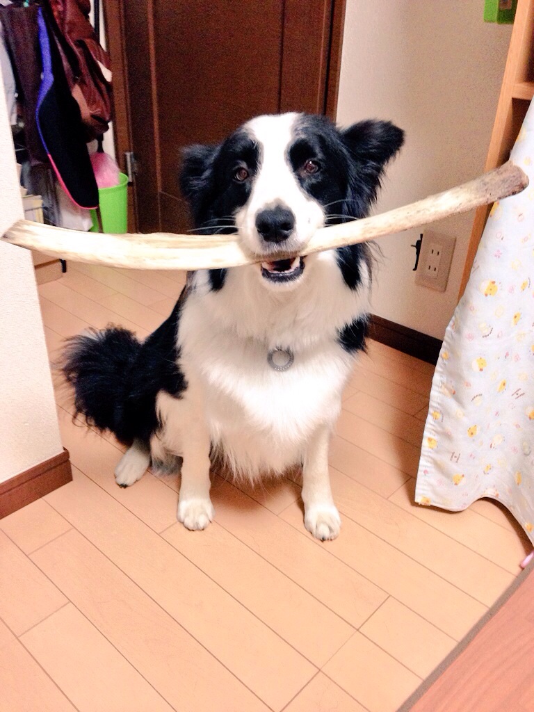 大好きな牛のあばら骨